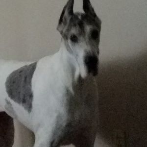 Meet your Posher, Roxy